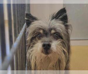 Mutt Dogs for adoption in Martinez, CA, USA