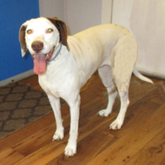 German Shorthaired Pointer Dogs for adoption in Fayetteville, TN, USA