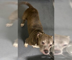 Mutt Dogs for adoption in Glen Allen, VA, USA