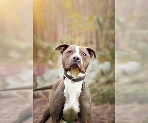 American Pit Bull Terrier-Unknown Mix Dogs for adoption in Belleville, IL, USA