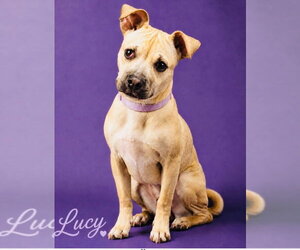 Pug-Unknown Mix Dogs for adoption in Claremore, OK, USA