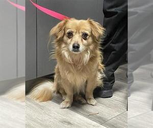 Cocker Spaniel-Unknown Mix Dogs for adoption in Redlands, CA, USA