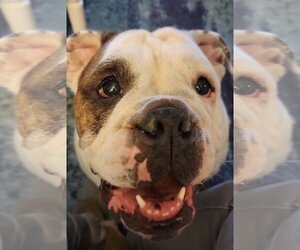 Bulldog Dogs for adoption in Oak Bluffs, MA, USA