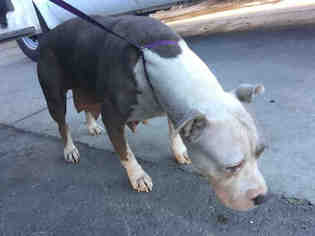 Medium Photo #1 American Pit Bull Terrier Puppy For Sale in Modesto, CA, USA