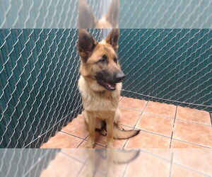 German Shepherd Dog Dogs for adoption in Downey, CA, USA