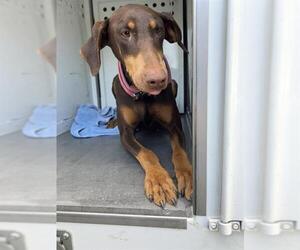 Doberman Pinscher Dogs for adoption in Sacramento, CA, USA