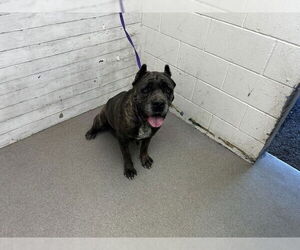 Mutt Dogs for adoption in San Bernardino, CA, USA