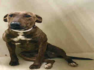 Bull Terrier Dogs for adoption in Bakersfield, CA, USA