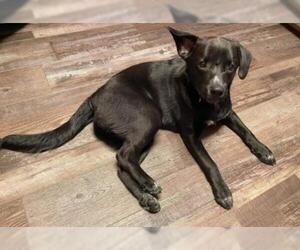 Labrador Retriever-Unknown Mix Dogs for adoption in Mount Laurel, NJ, USA