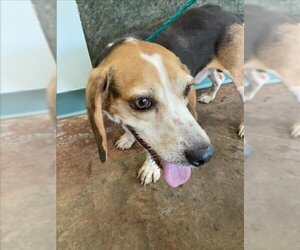 Beagle Dogs for adoption in Lacombe, LA, USA