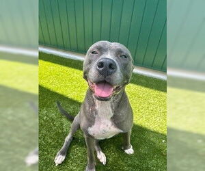 American Bulldog-Unknown Mix Dogs for adoption in Tallahassee, FL, USA