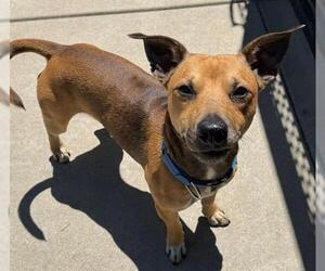 American Pit Bull Terrier-Dachshund Mix Dogs for adoption in Sacramento, CA, USA