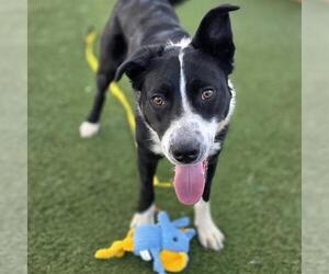 Border Collie-Unknown Mix Dogs for adoption in Las Vegas, NV, USA