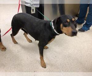 Rottweiler Dogs for adoption in Riverside, CA, USA
