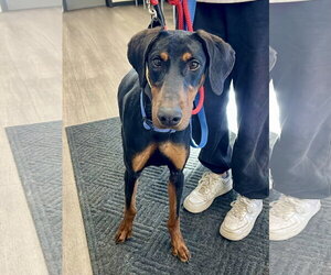 Doberman Pinscher Dogs for adoption in Omaha, NE, USA