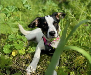 Mutt Dogs for adoption in Davis, CA, USA