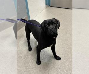 Pug-Unknown Mix Dogs for adoption in Las Vegas, NV, USA
