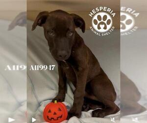 Mutt Dogs for adoption in HESPERIA, CA, USA