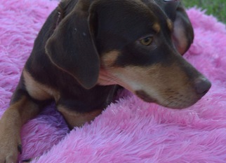 Doberman Pinscher Dogs for adoption in Seahurst, WA, USA