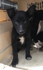 Shollie Dogs for adoption in Slidell, LA, USA