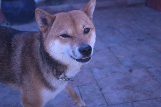Shiba Inu Dogs for adoption in Los alamitos, CA, USA