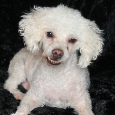 Medium Photo #1 Maltipoo Puppy For Sale in Phelan, CA, USA