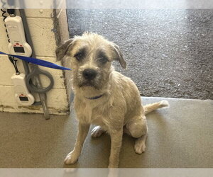Fox Terrier (Toy)-Unknown Mix Dogs for adoption in San Bernardino, CA, USA