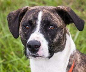 Bullboxer Pit Dogs for adoption in Madison, IN, USA