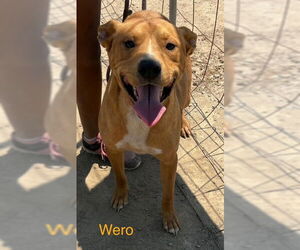 American Pit Bull Terrier-Unknown Mix Dogs for adoption in Fallbrook, CA, USA