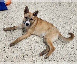 Mutt Dogs for adoption in Maple Grove, MN, USA