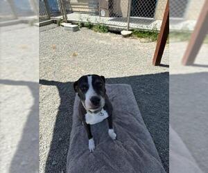 American Pit Bull Terrier Dogs for adoption in Santa Cruz, CA, USA