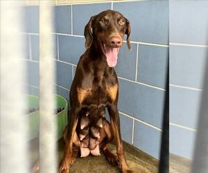 Doberman Pinscher Dogs for adoption in Norco, CA, USA