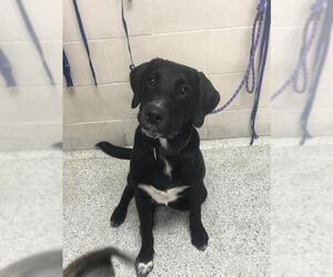 Medium Photo #1 Labrador Retriever-Unknown Mix Puppy For Sale in Conroe, TX, USA