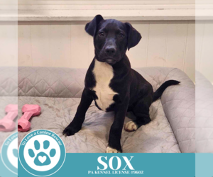 Labrador Retriever-Unknown Mix Dogs for adoption in Kimberton, PA, USA