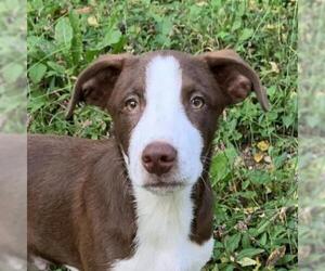 Australian Shepherd-Unknown Mix Dogs for adoption in Nashville, IN, USA