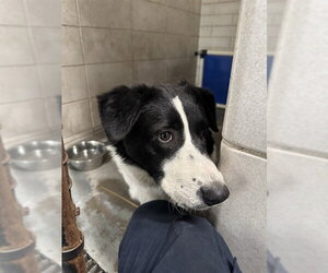 Border Collie Dogs for adoption in Stockton, CA, USA