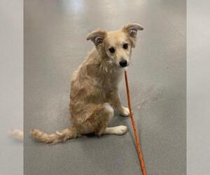 Cavapom Dogs for adoption in Altus, OK, USA