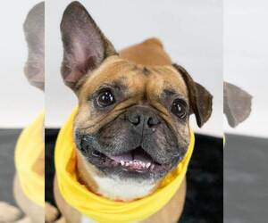Bulldog-Unknown Mix Dogs for adoption in Kennesaw, GA, USA