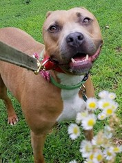 American Staffordshire Terrier Dogs for adoption in Richmond, VA, USA