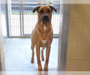 German Shepherd Dog-Unknown Mix Dogs for adoption in Orange, CA, USA
