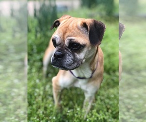 Pug-Unknown Mix Dogs for adoption in Dahlgren, VA, USA