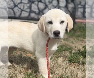 Great Pyrenees-Unknown Mix Dogs for adoption in Yardley, PA, USA