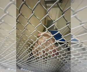 American Staffordshire Terrier Dogs for adoption in Sanford, FL, USA