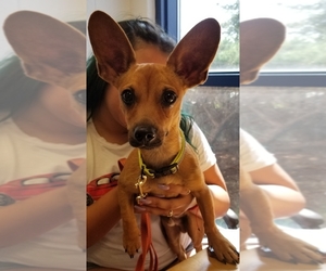 Chiweenie Dogs for adoption in San Angelo, TX, USA