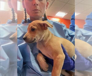 Mutt Dogs for adoption in Louisville, KY, USA