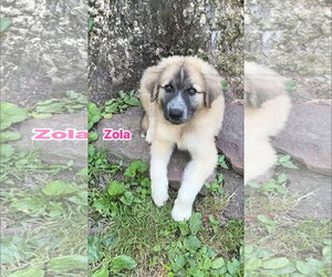 Great Pyrenees-Unknown Mix Dogs for adoption in Alexander, AR, USA