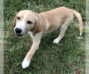 Labrador Retriever-Unknown Mix Dogs for adoption in Dahlgren, VA, USA