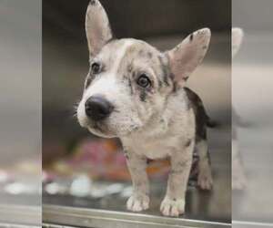 Mutt Dogs for adoption in Woodbury, NY, USA