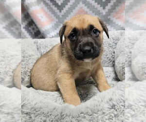 German Shepherd Dog-Unknown Mix Dogs for adoption in Lakewood, CO, USA