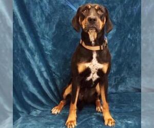 Doberman Pinscher Dogs for adoption in Show Low, AZ, USA